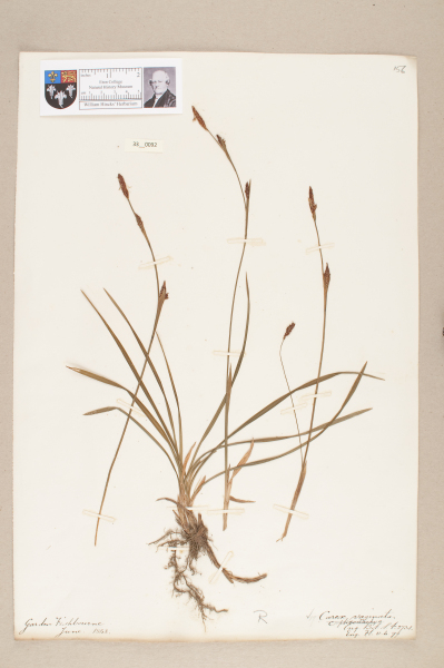 NHM_HH_33.92-2010 image NHM_HH_33.92-2010