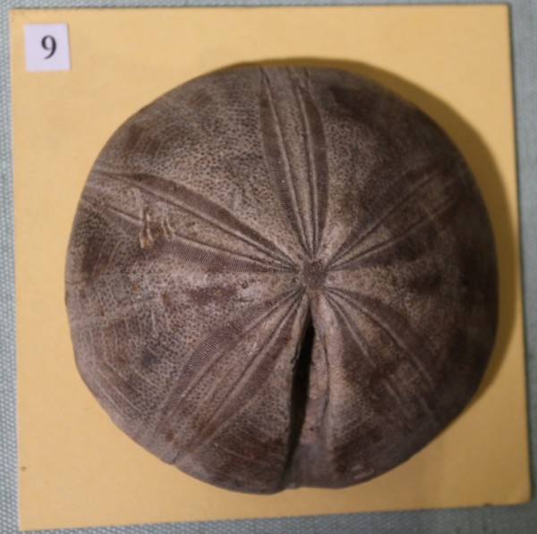 NHM.470-2017 image NHM.470-2017