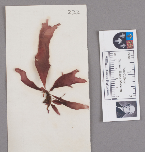 NHM_HH_1.222-2010 image NHM_HH_1.222-2010