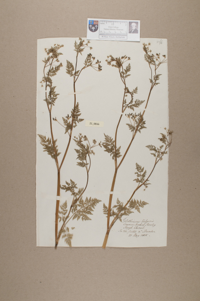 NHM_HH_21.16-2010 image NHM_HH_21.16-2010