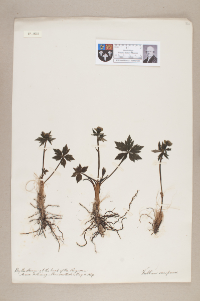 NHM_HH_7.15-2010 image NHM_HH_7.15-2010