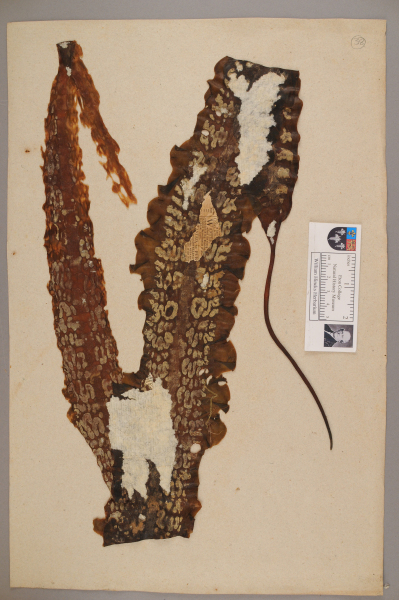 NHM_HH_1.38-2010 image NHM_HH_1.38-2010