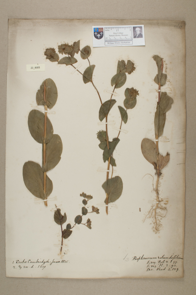 NHM_HH_22.5-2010 image NHM_HH_22.5-2010