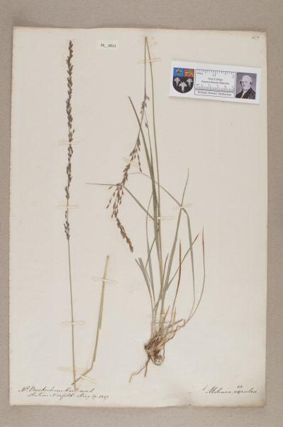 NHM_HH_36.21-2010 image NHM_HH_36.21-2010