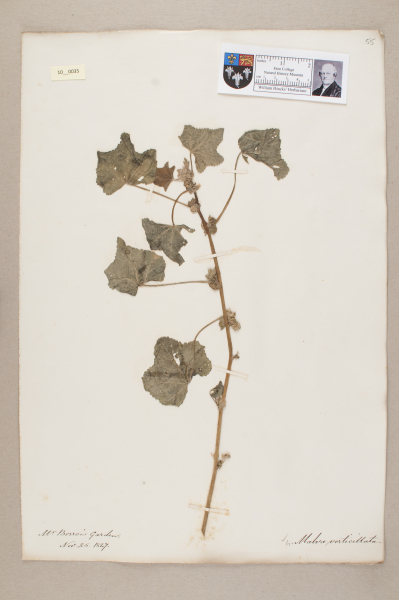 NHM_HH_10.35-2010 image NHM_HH_10.35-2010