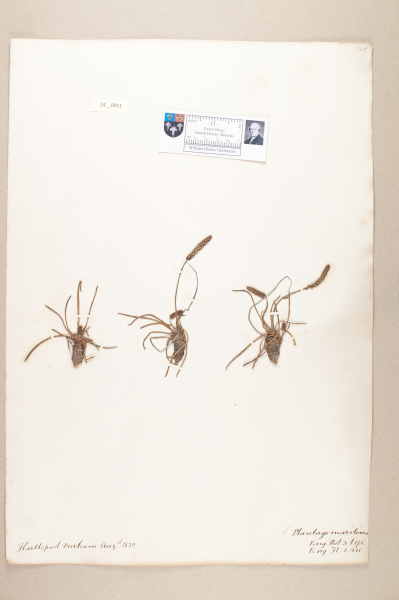 NHM_HH_24.11-2010 image NHM_HH_24.11-2010