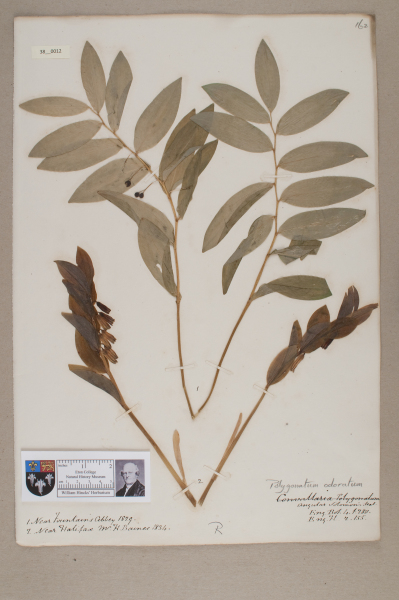 NHM_HH_38.12-2010 image NHM_HH_38.12-2010