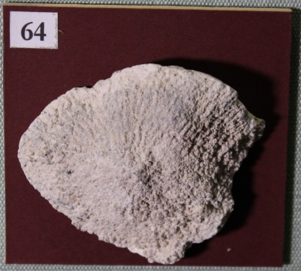 NHM.525-2017 image NHM.525-2017