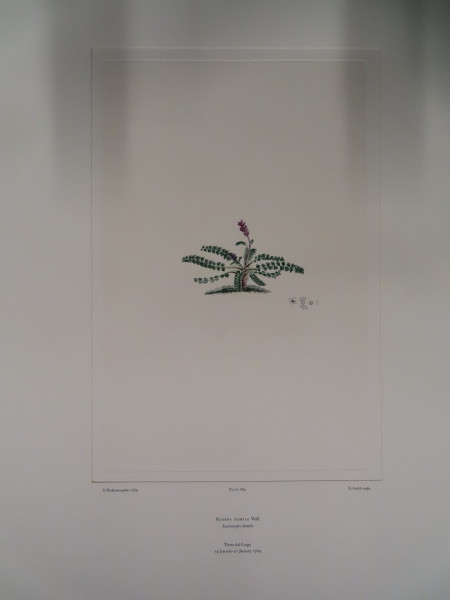 image FDA-E.2916_32_14-2016