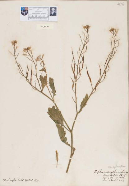 NHM_HH_11.130-2010 image NHM_HH_11.130-2010