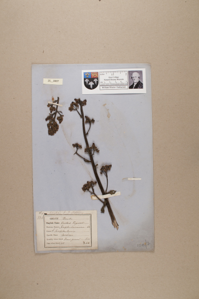 NHM_HH_25.7-2010 image NHM_HH_25.7-2010