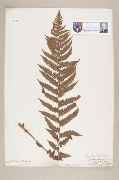 NHM_HH_4.47-2010 image NHM_HH_4.47-2010