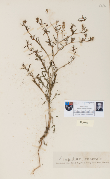 NHM_HH_11.99-2010 image NHM_HH_11.99-2010