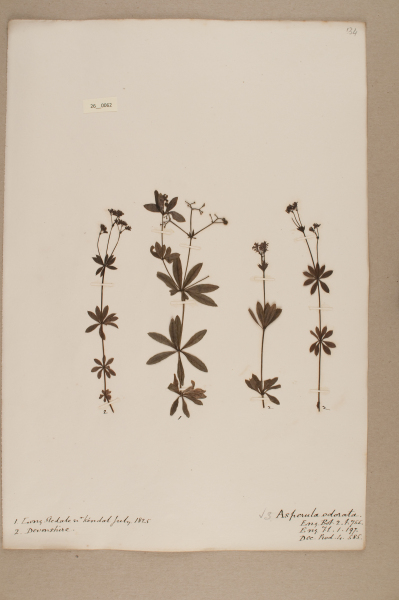 NHM_HH_26.62-2010 image NHM_HH_26.62-2010