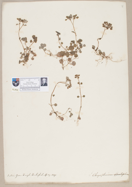 NHM_HH_13.18-2010 image NHM_HH_13.18-2010