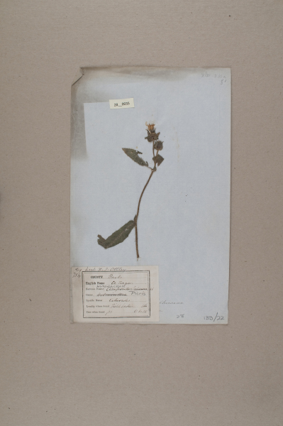 NHM_HH_28.35-2010 image NHM_HH_28.35-2010