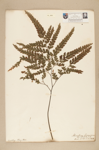 NHM_HH_41.21-2010 image NHM_HH_41.21-2010