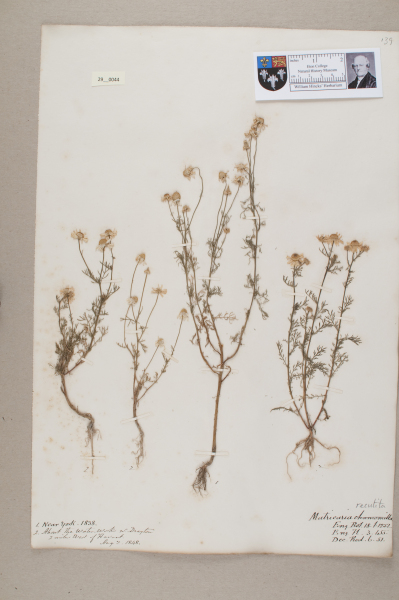 NHM_HH_29.44-2010 image NHM_HH_29.44-2010