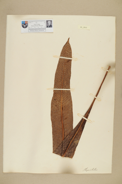 NHM_HH_42.111-2010 image NHM_HH_42.111-2010