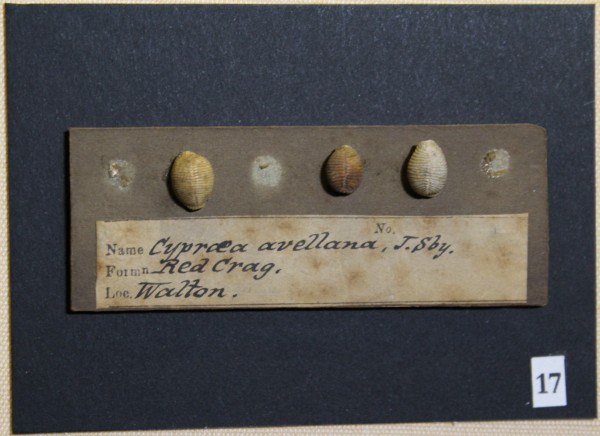 NHM-FT.17__-2016 image NHM-FT.17__-2016