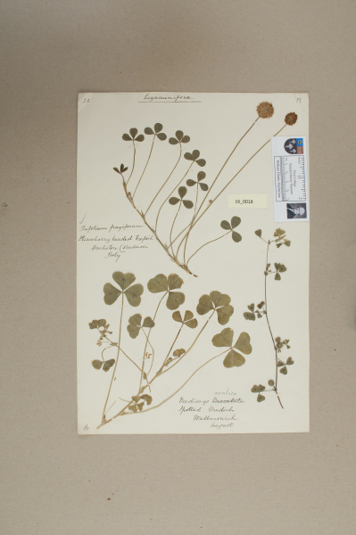 NHM_HH_16.18-2010 image NHM_HH_16.18-2010