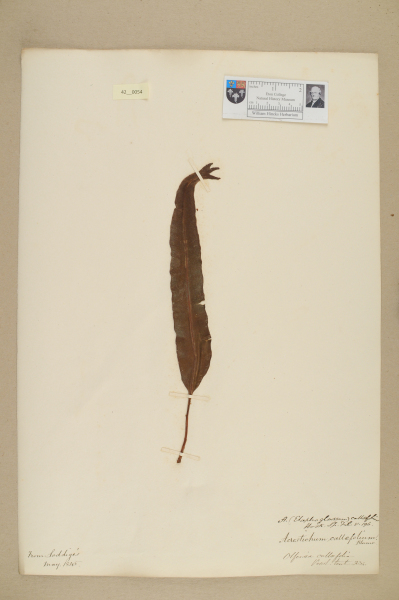 NHM_HH_42.54-2010 image NHM_HH_42.54-2010