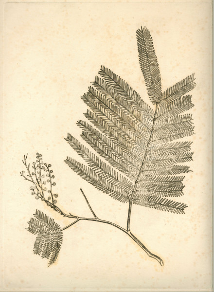 image NHM-HH.6_2-2014