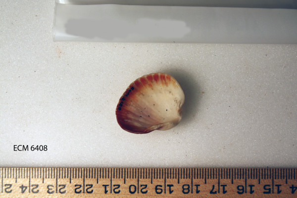 ECM.6408-2017-A image ECM.6408-2017-A