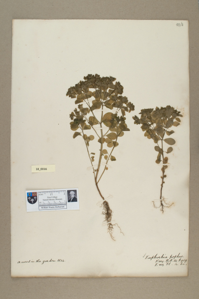 NHM_HH_18.16-2010 image NHM_HH_18.16-2010