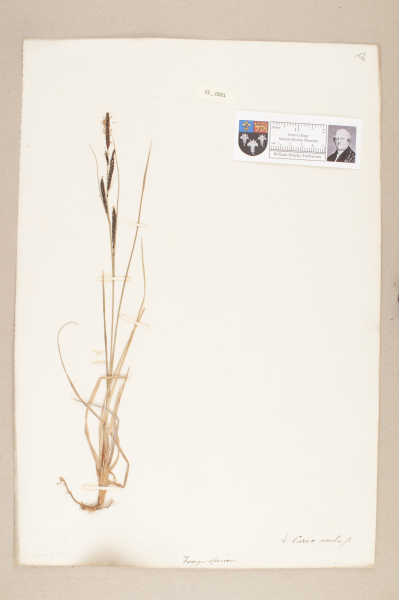 NHM_HH_33.1-2010 image NHM_HH_33.1-2010