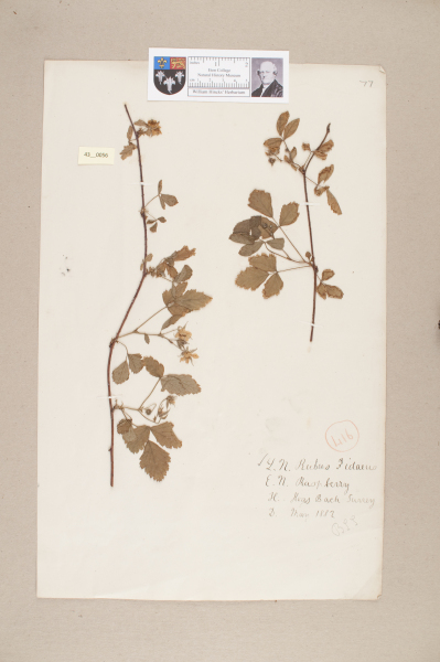 image NHM_HH_43.56-2010