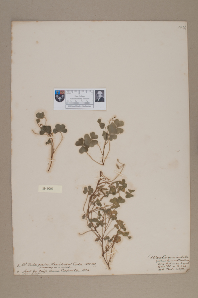 NHM_HH_19.7-2010 image NHM_HH_19.7-2010