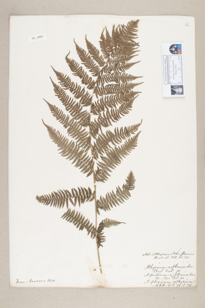 NHM_HH_5.5-2010 image NHM_HH_5.5-2010