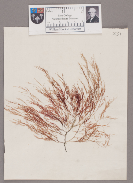 NHM_HH_1.231-2010 image NHM_HH_1.231-2010