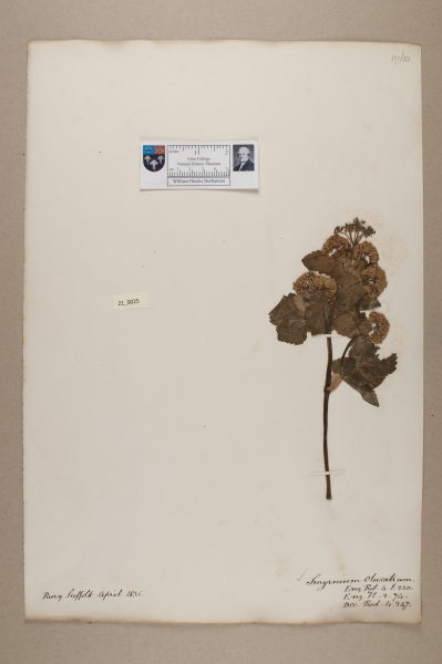 NHM_HH_21.25-2010 image NHM_HH_21.25-2010