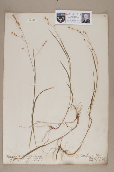 NHM_HH_35.2-2010 image NHM_HH_35.2-2010