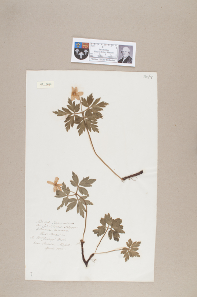 NHM_HH_7.24-2010 image NHM_HH_7.24-2010