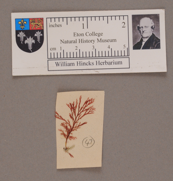 NHM_HH_1.47-2010 image NHM_HH_1.47-2010