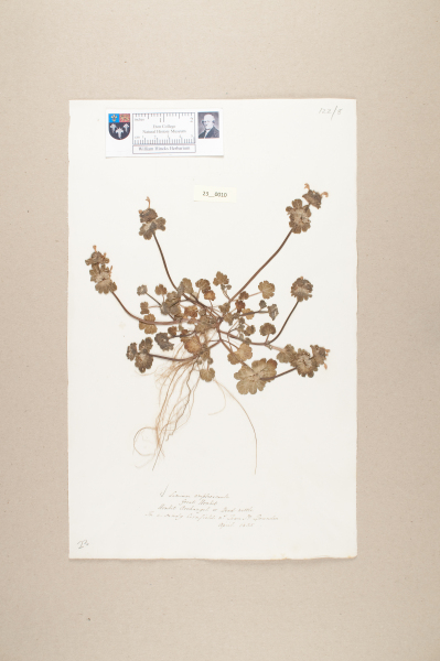 NHM_HH_23.10-2010 image NHM_HH_23.10-2010