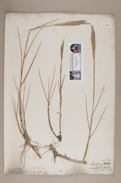 NHM_HH_36.31-2010 image NHM_HH_36.31-2010