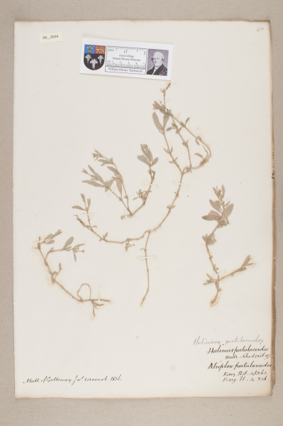 NHM_HH_8.34-2010 image NHM_HH_8.34-2010