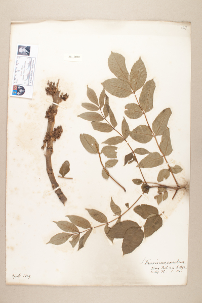 NHM_HH_24.20-2010 image NHM_HH_24.20-2010