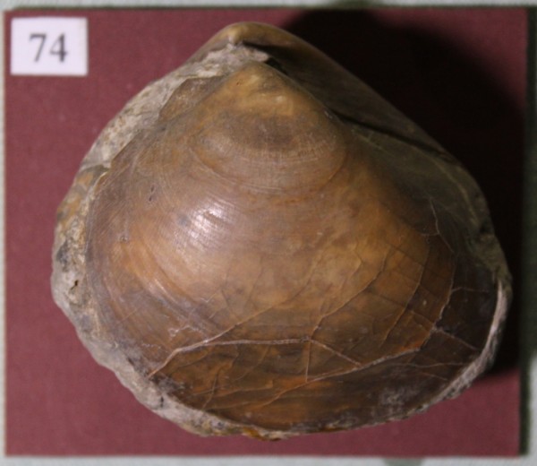 NHM.535-2017 image NHM.535-2017