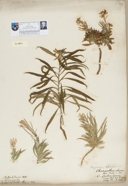 NHM_HH_11.17-2010 image NHM_HH_11.17-2010