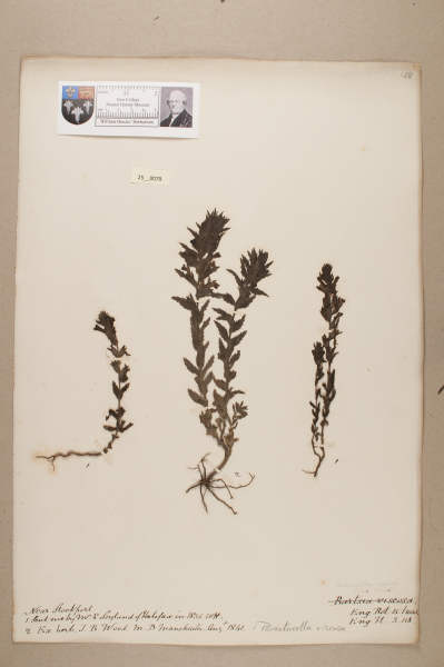 NHM_HH_25.79-2010 image NHM_HH_25.79-2010