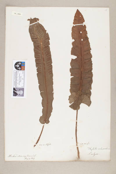 NHM_HH_4.56-2010 image NHM_HH_4.56-2010