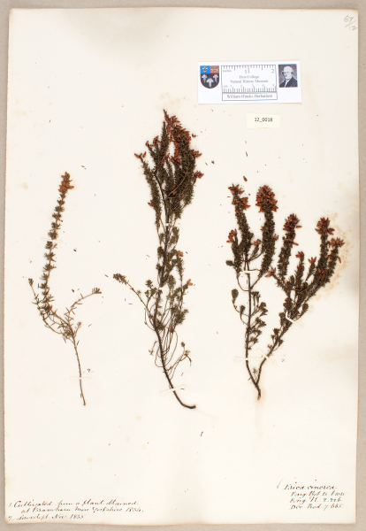 NHM_HH_12.18-2010 image NHM_HH_12.18-2010