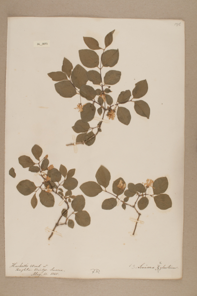 NHM_HH_26.71-2010 image NHM_HH_26.71-2010