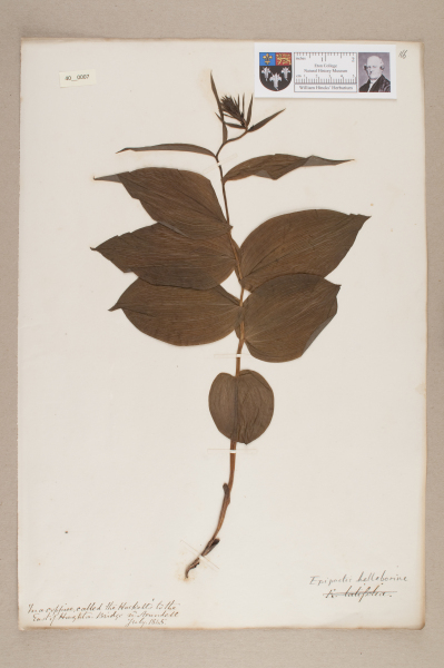 image NHM_HH_40.7-2010