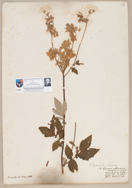 NHM_HH_13.27-2010 image NHM_HH_13.27-2010